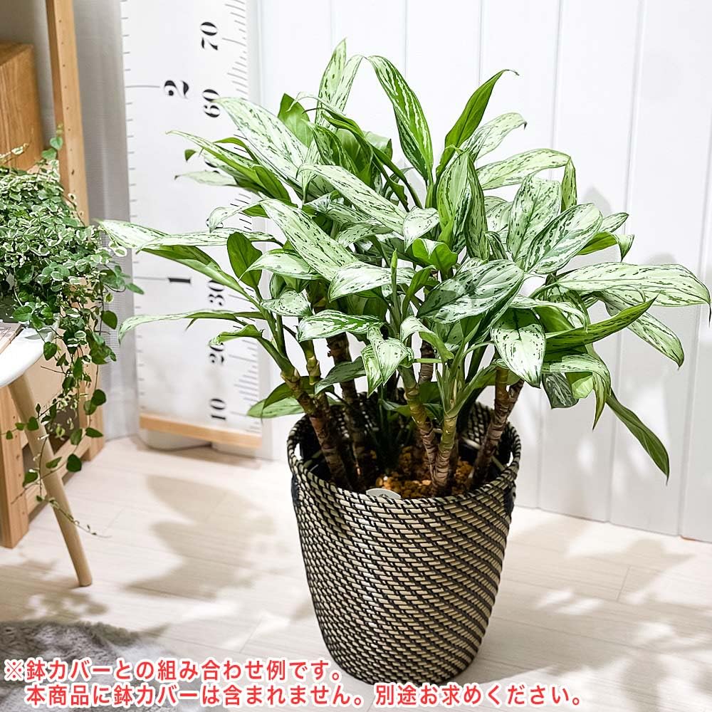 Amazon｜PLANCHU 観葉植物 アグラオネマ シルバークイーン 8号スリット